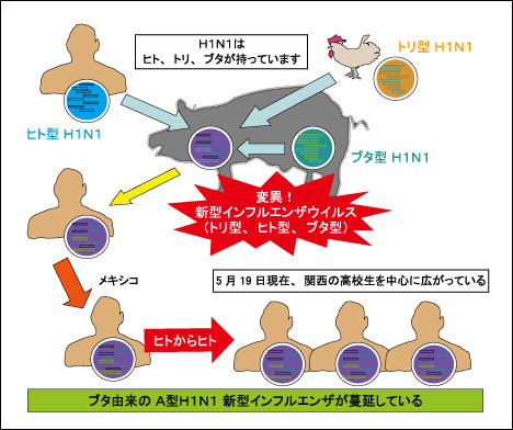 新型インフルエンザウイルス