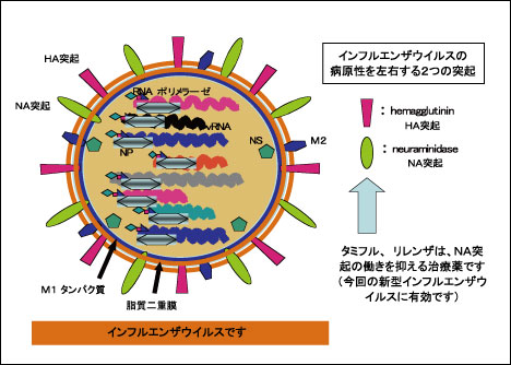 新型インフルエンザウイルス