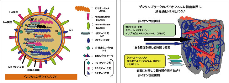 新型インフルエンザウイルス